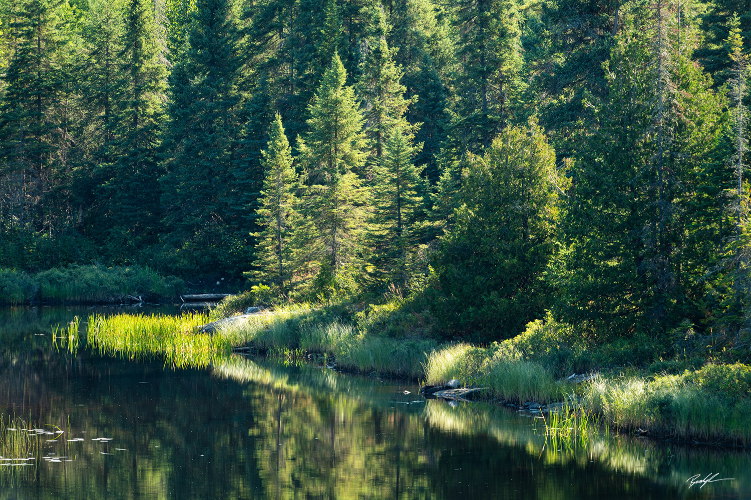 Pond and Evergreens Ontario Canada