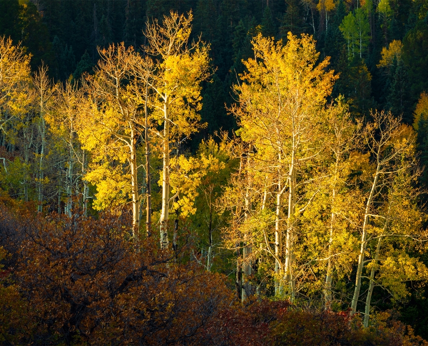 Landscape and Nature Photography | Brady Kesner Photography