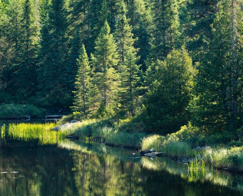 Pond and Evergreens Ontario Canada